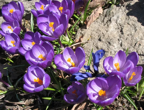 Crocus púrpura floreciente. Un día soleado a principios de primavera — Foto de Stock
