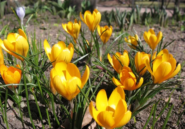 Stock image Blooming yellow crocus. A sunny day in early spring