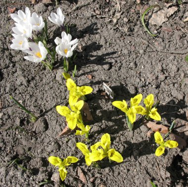 Çiğdemler ve Iridodiktium (Iridodictyum reticulata)
