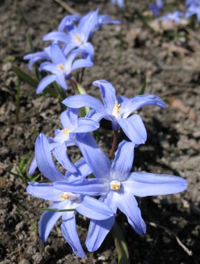 Chionodoxa