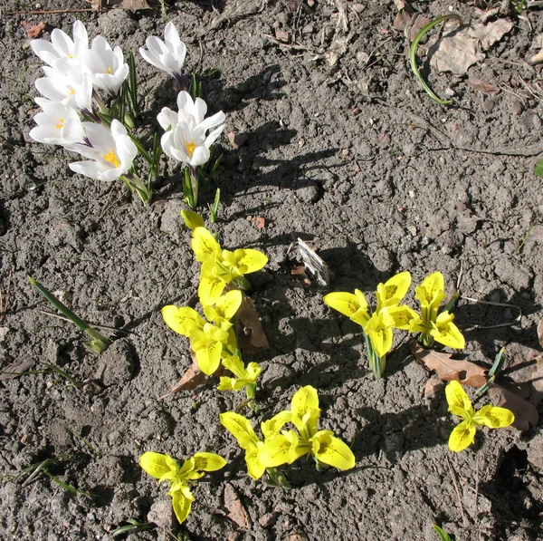 Çiğdemler ve Iridodiktium (Iridodictyum reticulata) — Stok fotoğraf