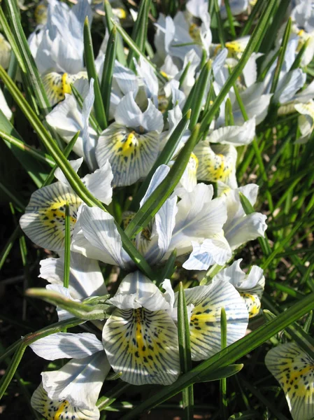 Iridodiktium (Iridodictyum reticulata) — Stock Photo, Image