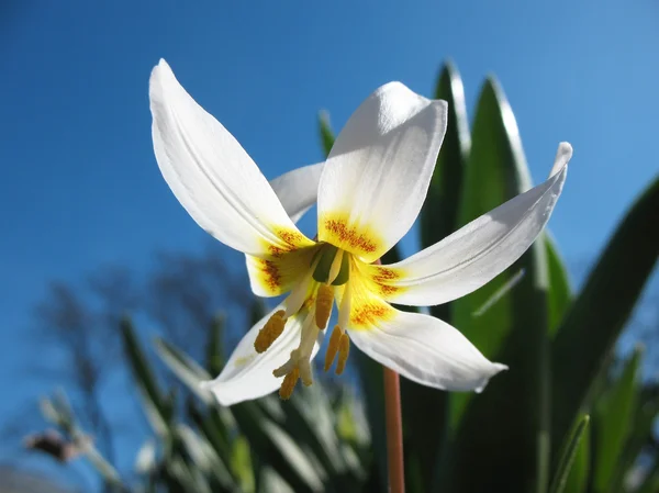 Eritronium (Erythronium sibiricum), lily family — Stock Photo, Image