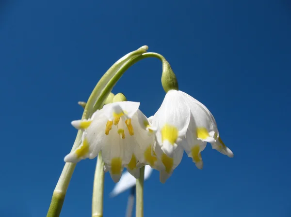 Snowflake spring (Leucojum vernum) against the blue sky — Stock Photo, Image
