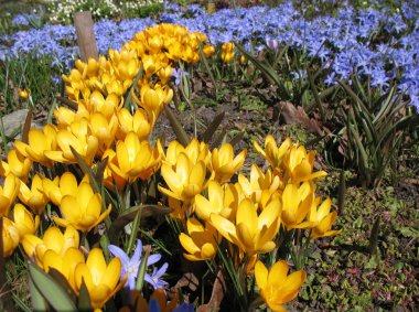 Sarı Çiğdem ve chionodoxa çiçek