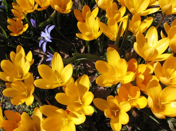 Blooming yellow crocus. A sunny day in early spring — Stock Photo, Image