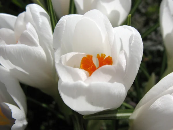 Beyaz Çiğdem çiçek açmış. güneşli bir gün erken Bahar — Stok fotoğraf