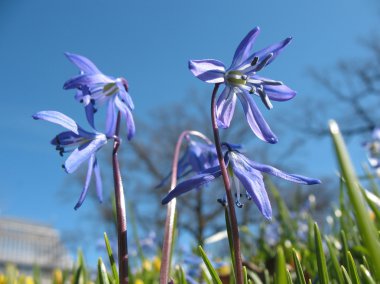 Sibirya bluebell (Scilla sibirica)