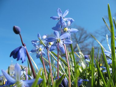 Sibirya bluebell (Scilla sibirica)