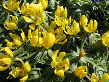 Erantis winter (Eranthis hyemalis), family Ranunculaceae clipart