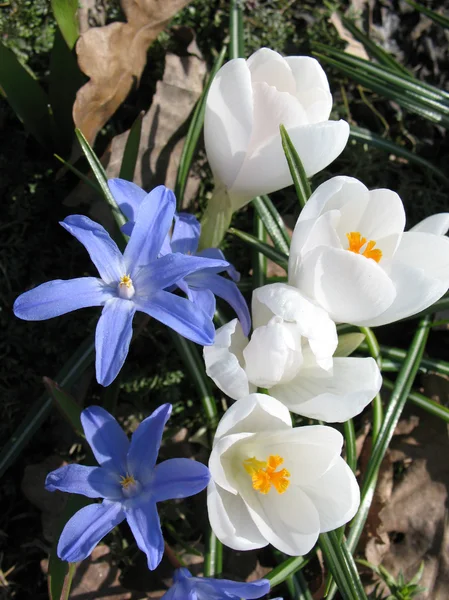 咲く白クロッカスとチオノドグサ — ストック写真