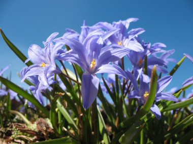 Chionodoxa