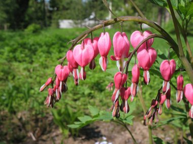 Ditsentra magnificent, or Broken Heart (Dicentra spectabilis), family Fumar clipart