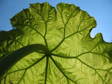 Büyüyen listesi astilboidesa (Astilboides tabularis)