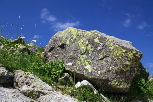 Flowers and Stone — Stock Photo, Image