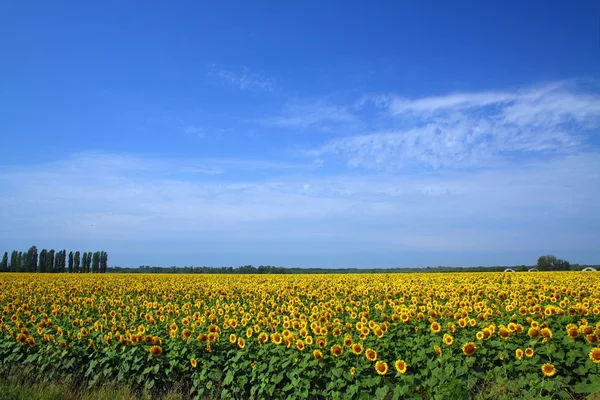 Sunflowers in a field near the road — Stock Photo, Image