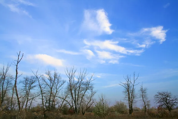 Ağaçlar gökyüzüne karşı — Stok fotoğraf