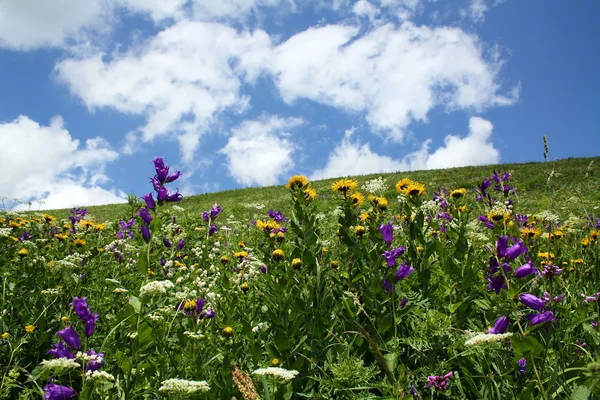 Stock image Wild flowers