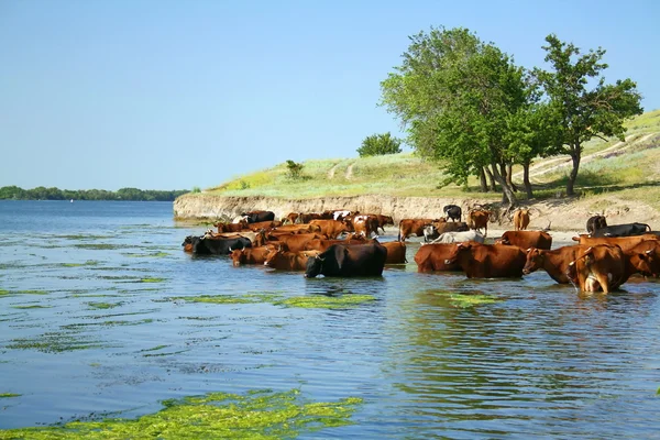 Manada de vacas Imagem De Stock