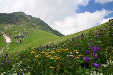 yabani çiçekler