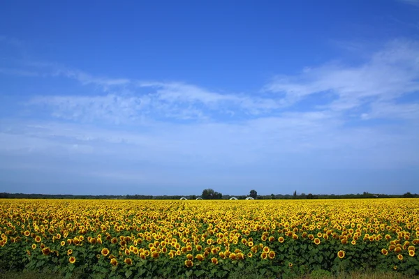 Sonnenblumen auf einem Feld in der Nähe der Straße Stockbild