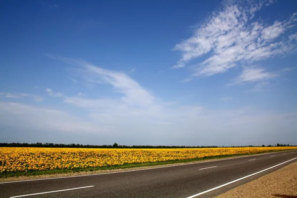 Słoneczniki w polu w pobliżu drogi — Zdjęcie stockowe