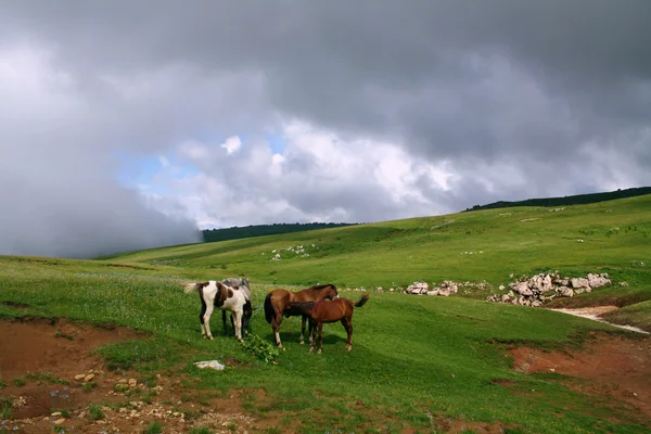 En flock hästar — Stockfoto