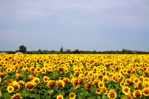 Sonnenblumen auf einem Feld in der Nähe der Straße — Stockfoto