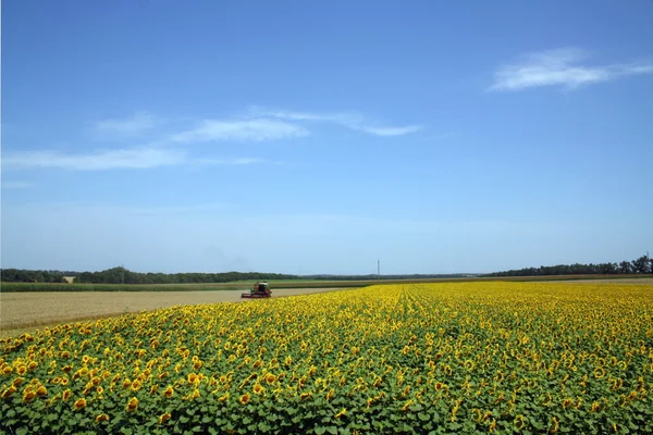 Słoneczniki w polu w pobliżu drogi — Zdjęcie stockowe