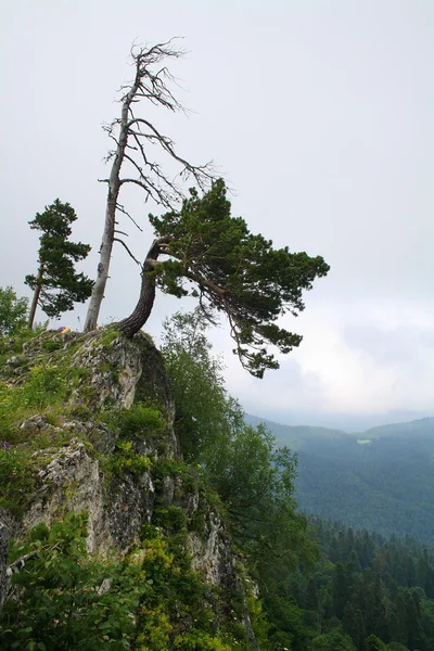 W górach Kaukazu — Zdjęcie stockowe