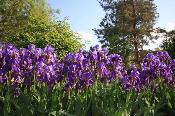 Irises — Stock fotografie
