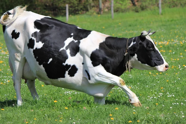 Zwarte koe — Stockfoto