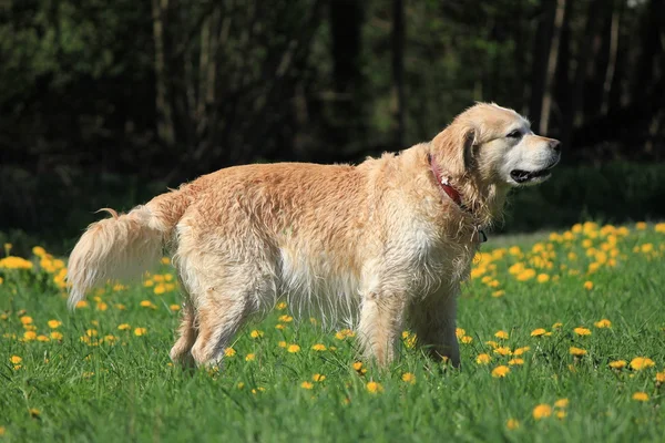 Köpek kahverengi — Stok fotoğraf
