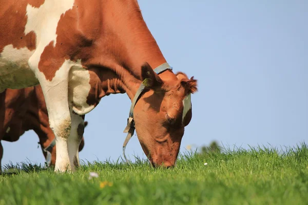 Корова бурая — стоковое фото