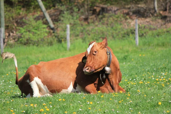 Vaca y hierba —  Fotos de Stock