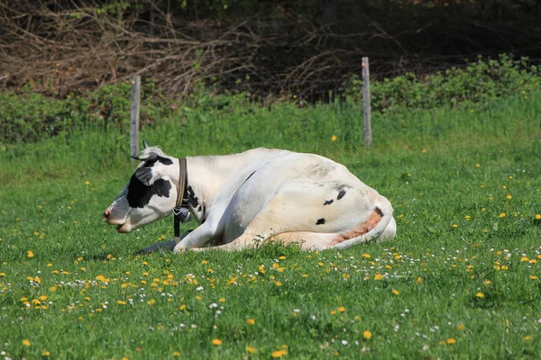 Koe en gras — Stockfoto