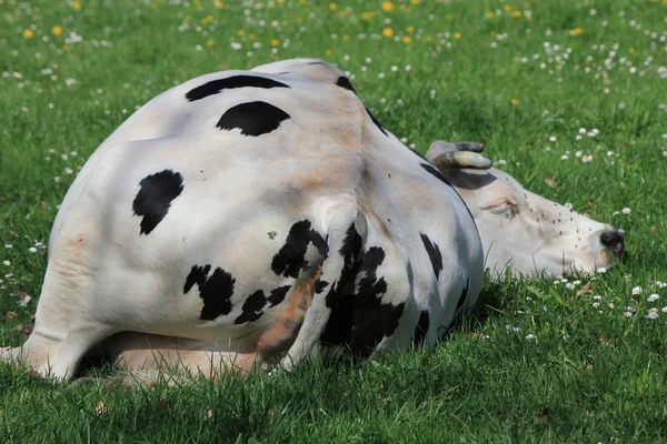 Kráva a trávy — Stock fotografie