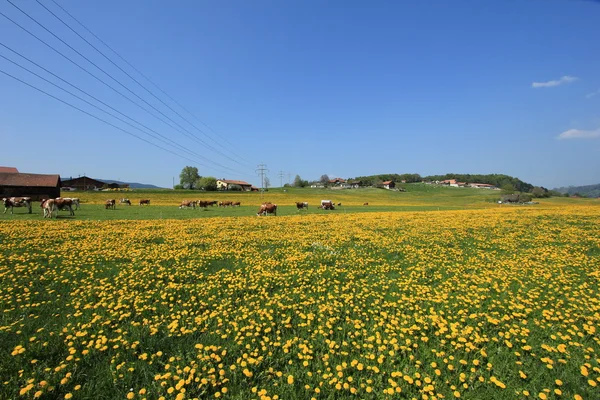 Field dandelion — Stok fotoğraf