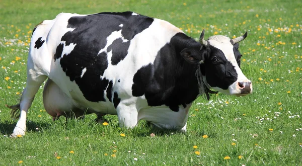 Vaca branca e preta — Fotografia de Stock