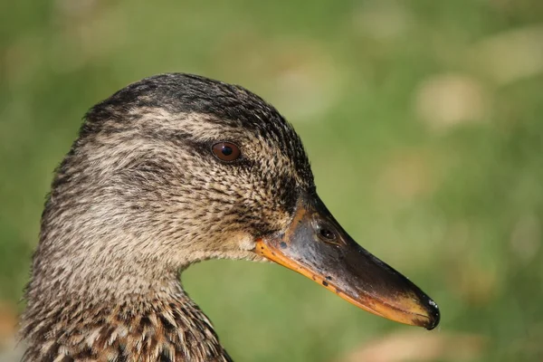Duck brown — Stock Photo, Image