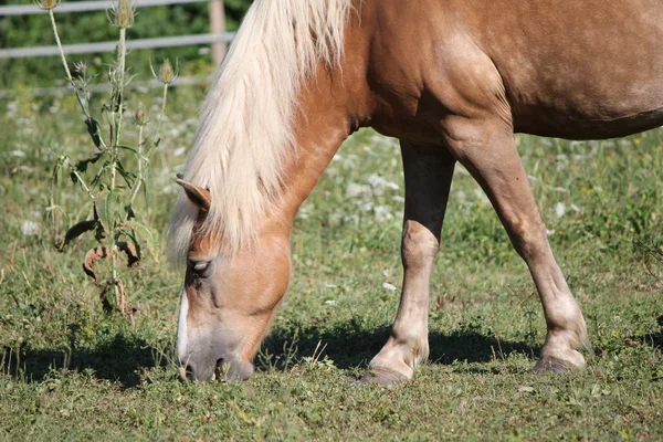 Häst och gräs — Stockfoto
