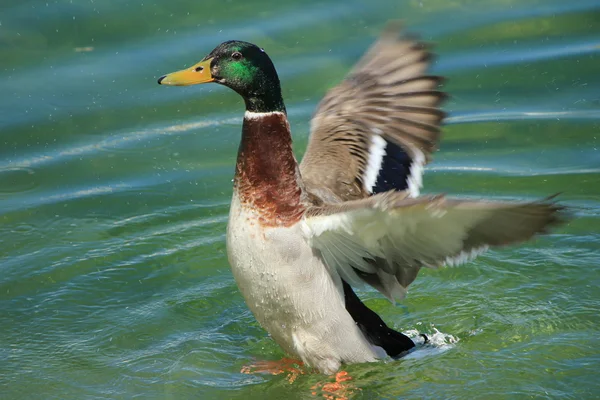 Duck colvert — Stock Photo, Image