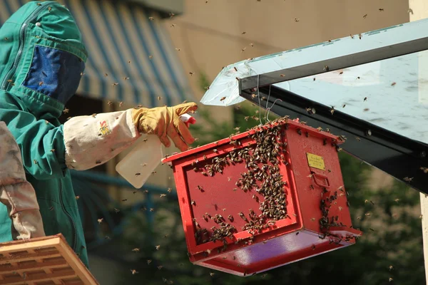 Пчела жёлтая — стоковое фото