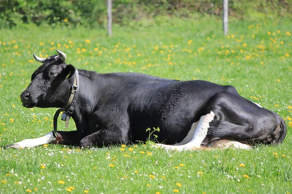 Kuh schwarz — Stockfoto