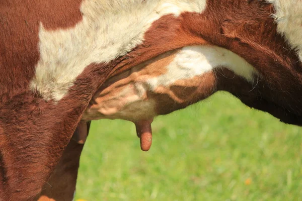 Выддерные коровы — стоковое фото