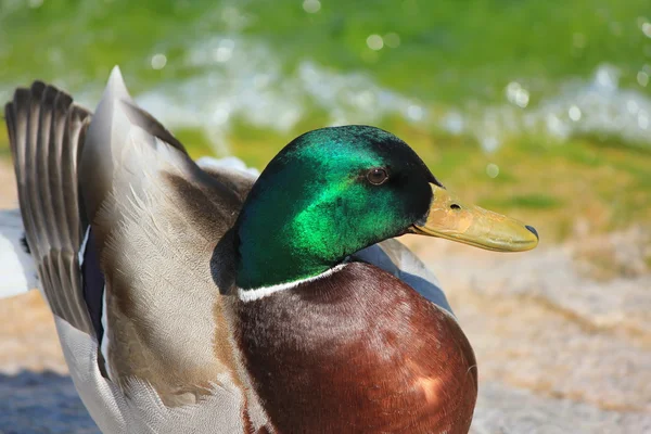 Ördek yeşil — Stok fotoğraf
