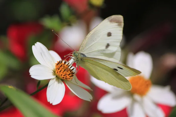 Kelebek beyaz — Stok fotoğraf