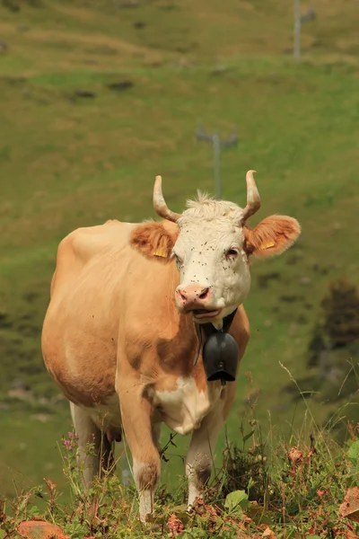 Vaca marrón —  Fotos de Stock
