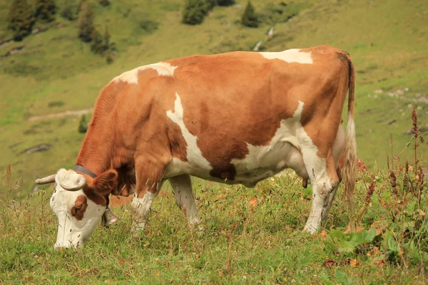 Cow brown — Stock fotografie