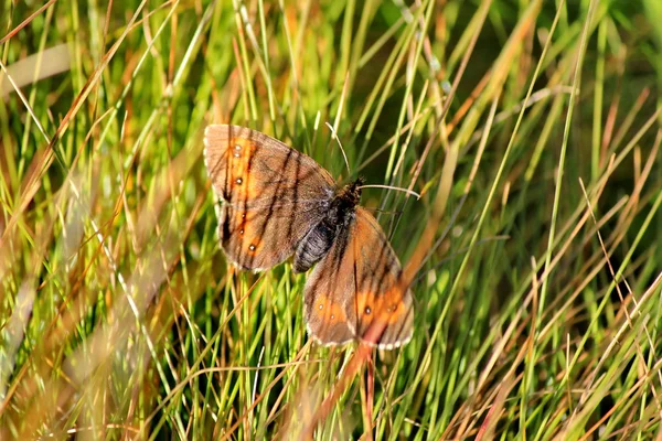 Kelebek turuncu — Stok fotoğraf